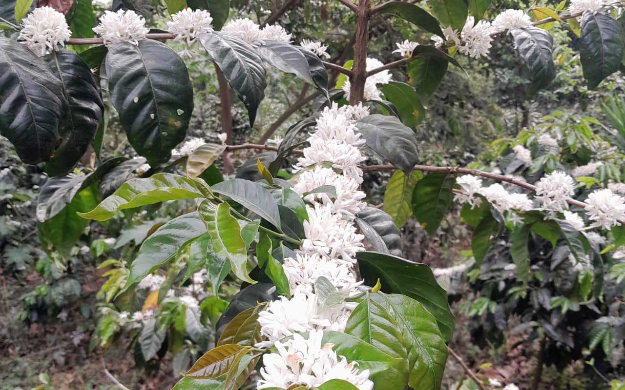 La Importancia de Usar un Buen Fungicida en tu Finca de Café